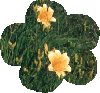 Liliowiec ogrodowy